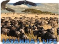 Savanna's Life Spielautomat