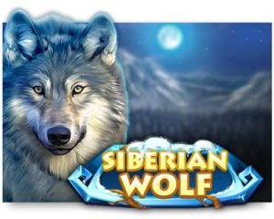 Siberian Wolf Automatenspiel ohne Anmeldung