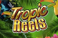 Tropic Reels Slotmaschine ohne Anmeldung
